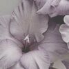 emmabutler834